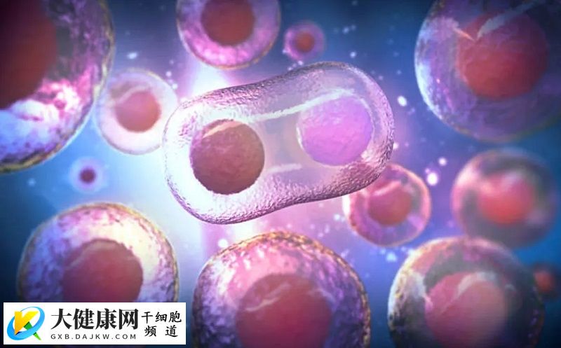 一文带你了解“干细胞”