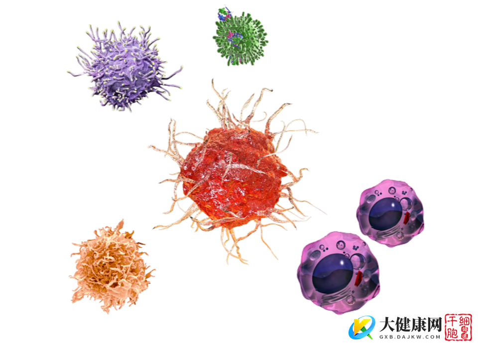 什么是免疫细胞？