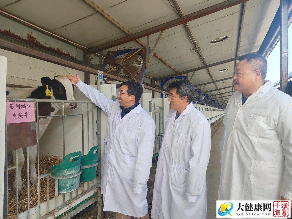 世界首批胚胎干细胞基因编辑克隆牛在河北培育成功