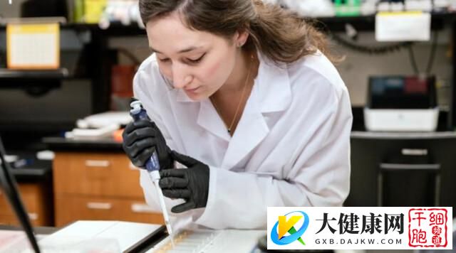 人类干细胞培育神经元成功修复动物受损脊髓回路